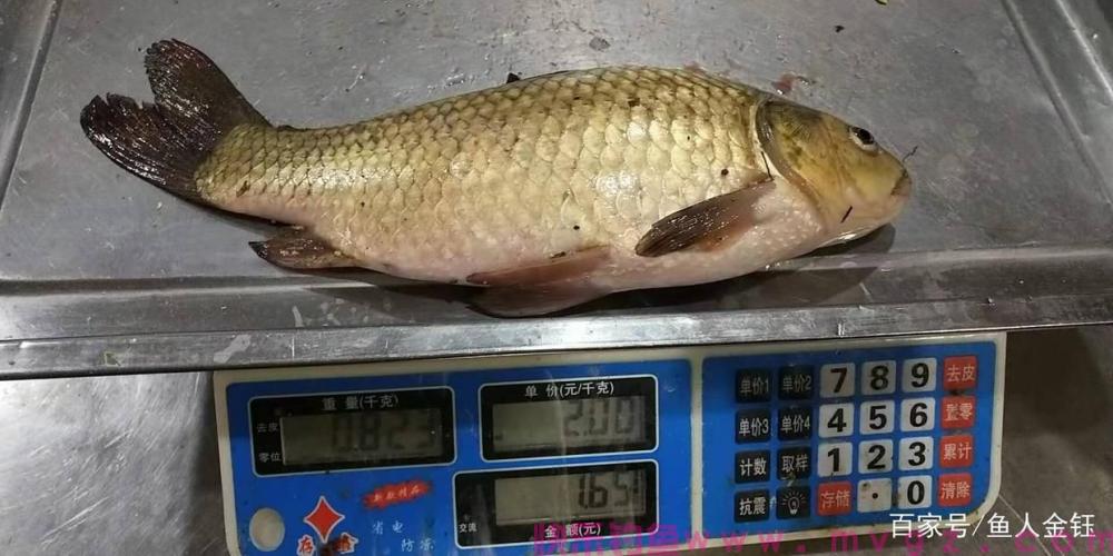 干货满满，什么时候钓鲫鱼，这几月份钓鲫鱼