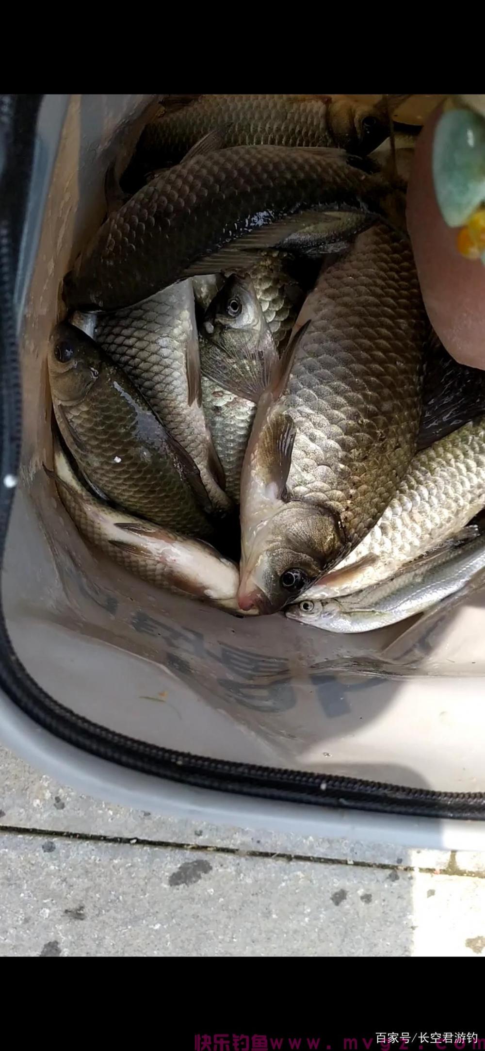 来聊聊鲫鱼的钓法知道几种