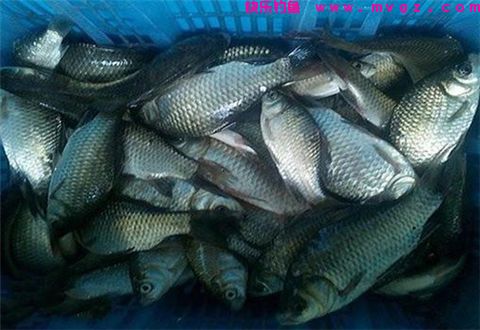 挥泪分享一款让鲫鱼疯咬不断的饵料配方