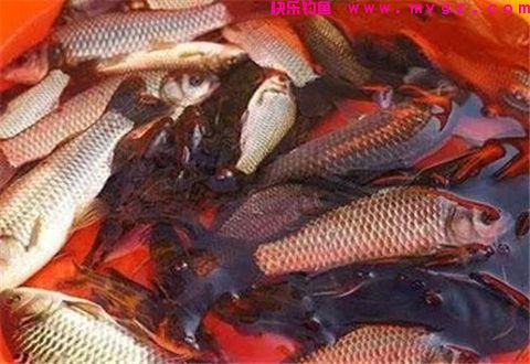 钓鲫鱼就用红薯+蜂蜜做拉饵=20斤鱼获！