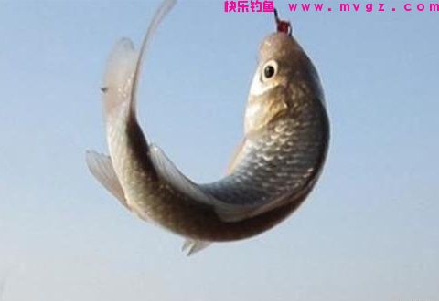 商品饵加蚯蚓，钓鲫鱼秘籍
