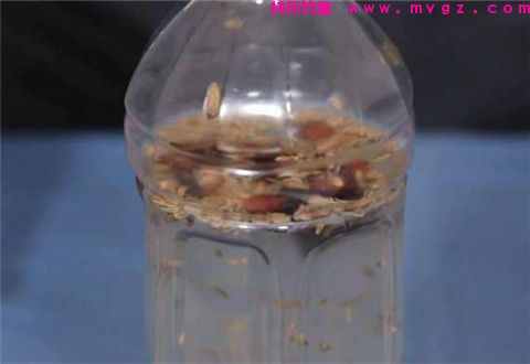 自制小药，茴香八角酒，钓鲫鲤效果奇好