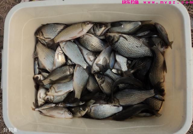 野钓鲫鱼难上钩？教你一个简单小窍门