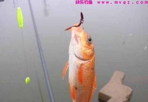 冬天用饵原则，鲫鱼鲤鱼应季饵料