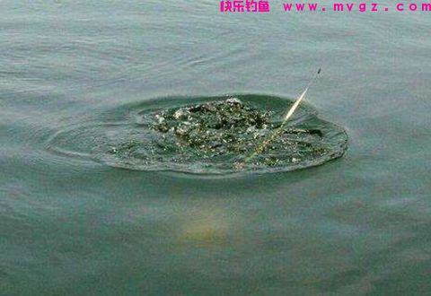 深秋野钓大鲫鱼几款常用到的自制鱼饵