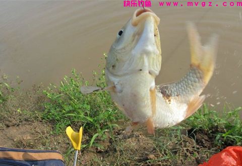 天气转凉，钓鲫鱼专用饵，简单高效