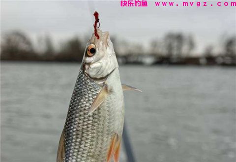 在秋季用红虫钓鱼，需要注意这几点