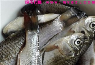 钓鲫鱼的麦粒制饵配方，步骤详解