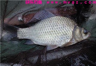 秋季钓鲫鱼鲤鱼的自制爆护饵料