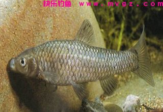 拉丝粉的使用，搓饵底钓鲫、鲤、草