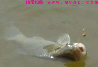 3种麦粒钓鲫鱼的饵料配方