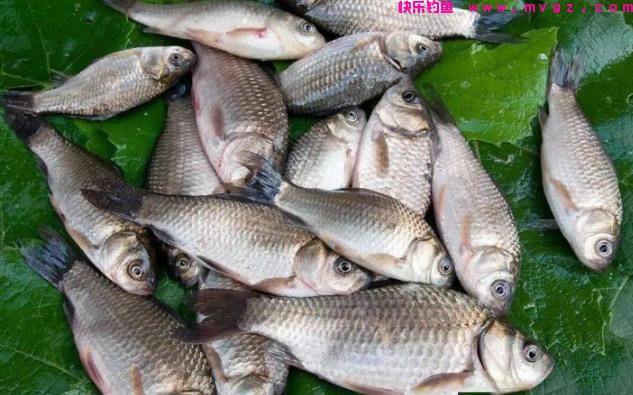 野钓鲫鱼分这“四步走”，渔获一般少不了，