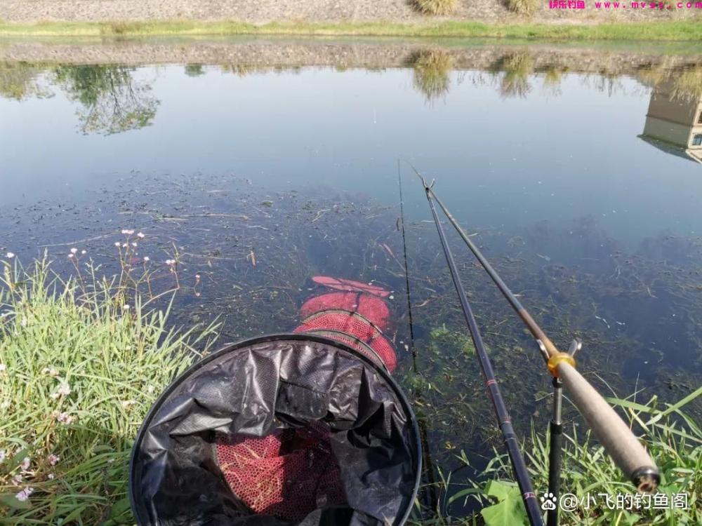 钓鲫鱼之“竿线漂钩饵”的选择，看似简单，