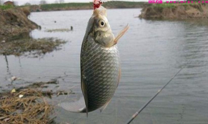 春季垂钓鲫鱼，不要老怪“资源差”，用对方