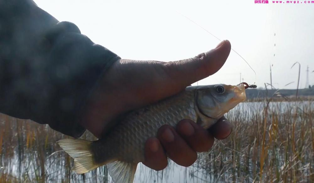 春季钓鲫鱼，选位有技巧，放弃深水钓浅水或