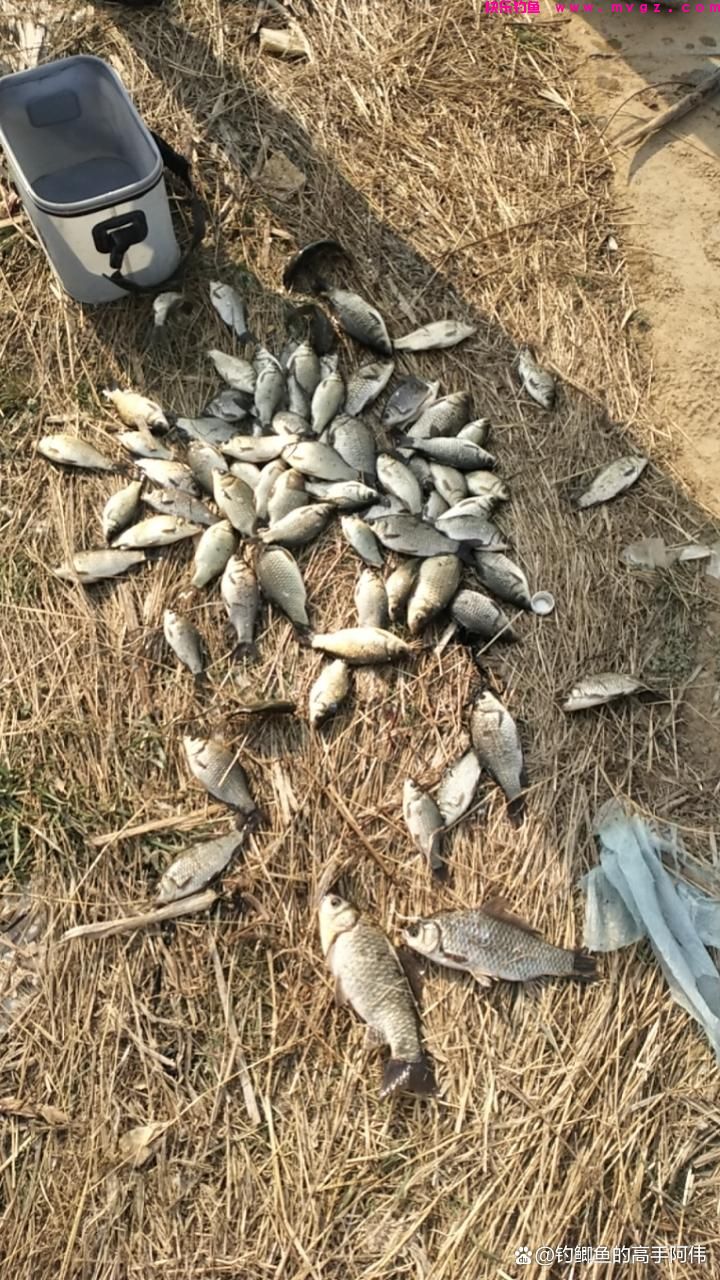 春季钓鲫鱼大晴天未必是好天气，以下几种天