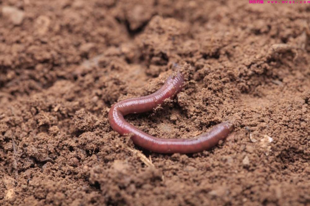 钓鲫鱼技巧：从饵料、浮漂到钓具，教你轻松