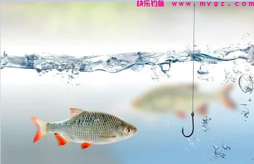 钓鲫鱼时使用“截杀”钓法，其乐无穷，同时