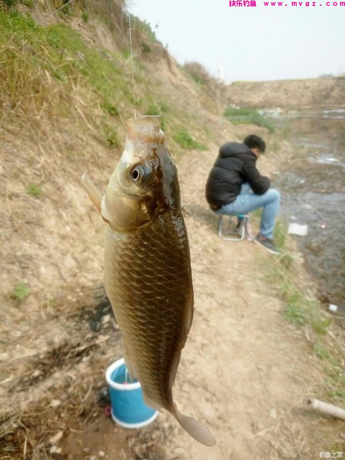 钓鲫鱼7种情况口重，7种情况口轻，掌握它