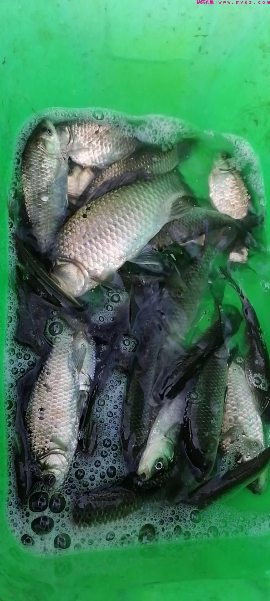 四月谷雨，钓鲫鱼的黄金期已来临。要想爆护