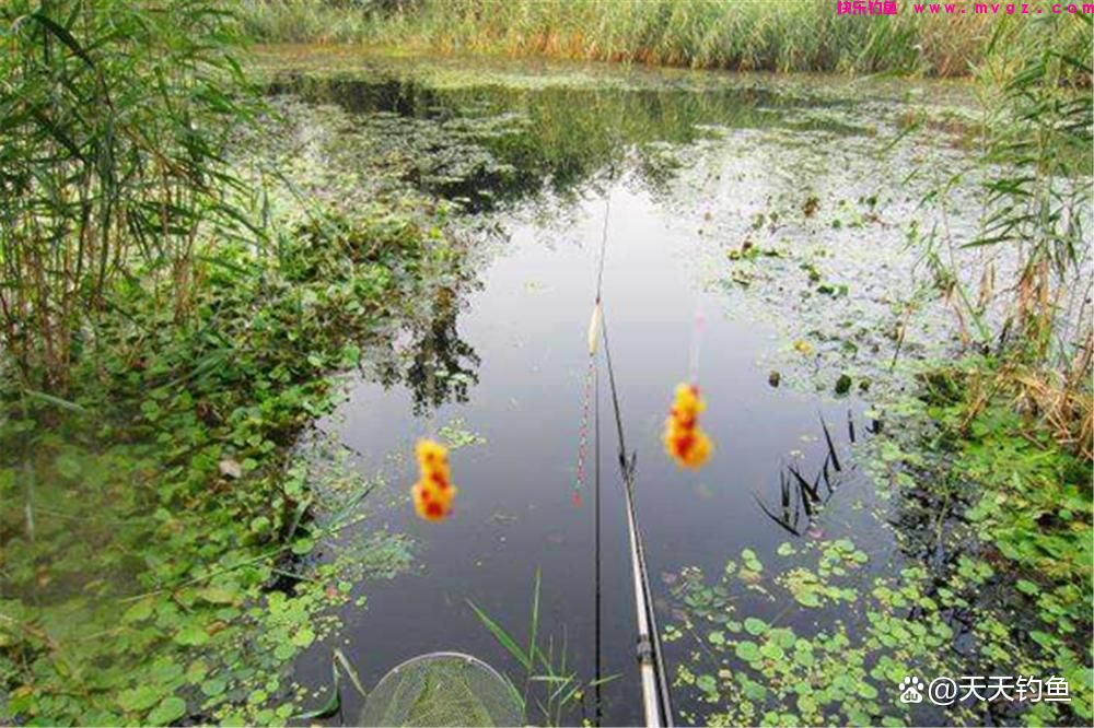 晚春钓鲫鱼，最好用的一种钓法，最适合小中