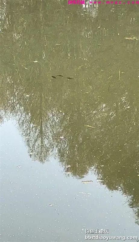 仲春钓鲫，抓住尾声