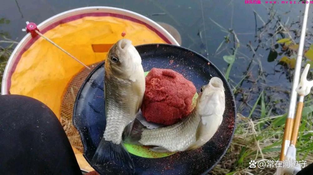 春季作钓鲫鱼的5个必杀技用对了鱼获一次比
