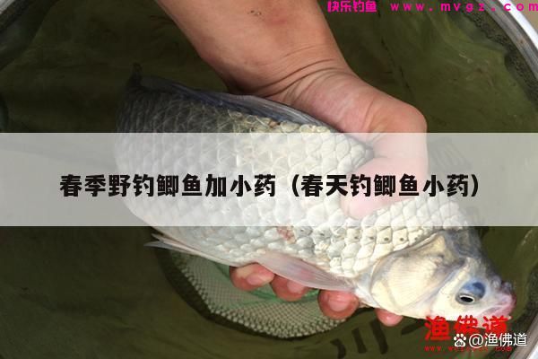 春季野钓鲫鱼加小药（春天钓鲫鱼小药）