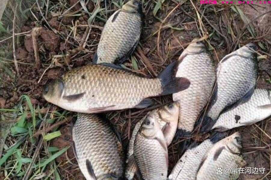 春季钓鲫鱼这样选位更快找到鱼群提升爆护概