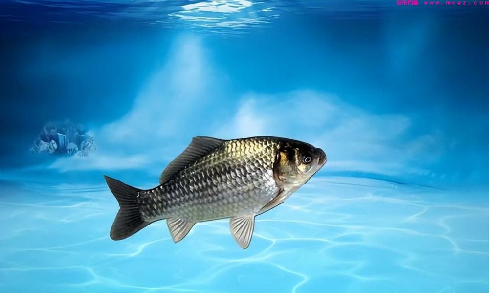 春钓鲫鱼底钓长守无口，怎么打破僵局钓得渔