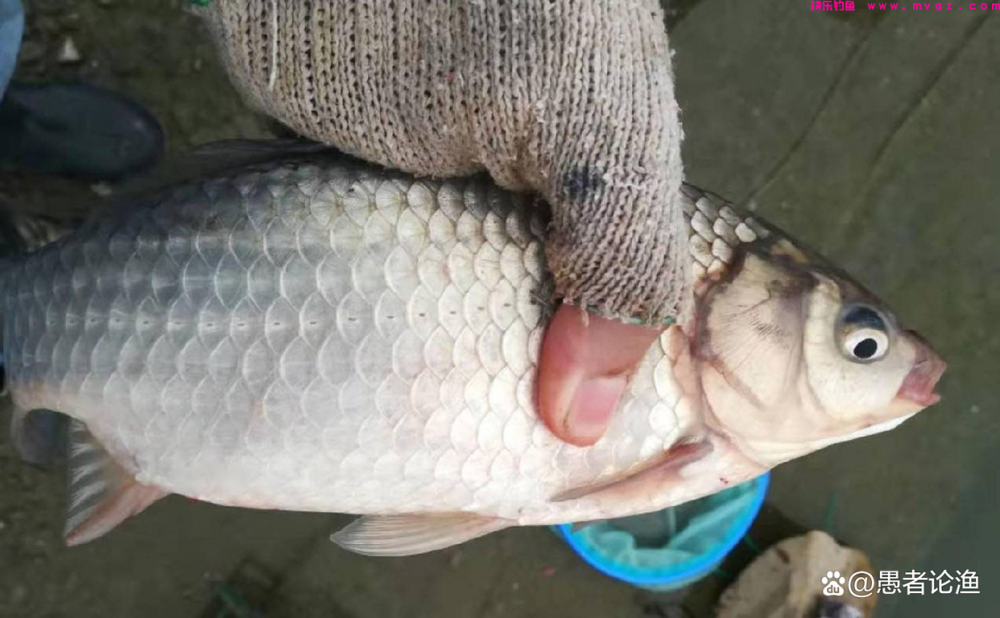 春季野钓大鲫鱼，做好这三个准备，三五条进