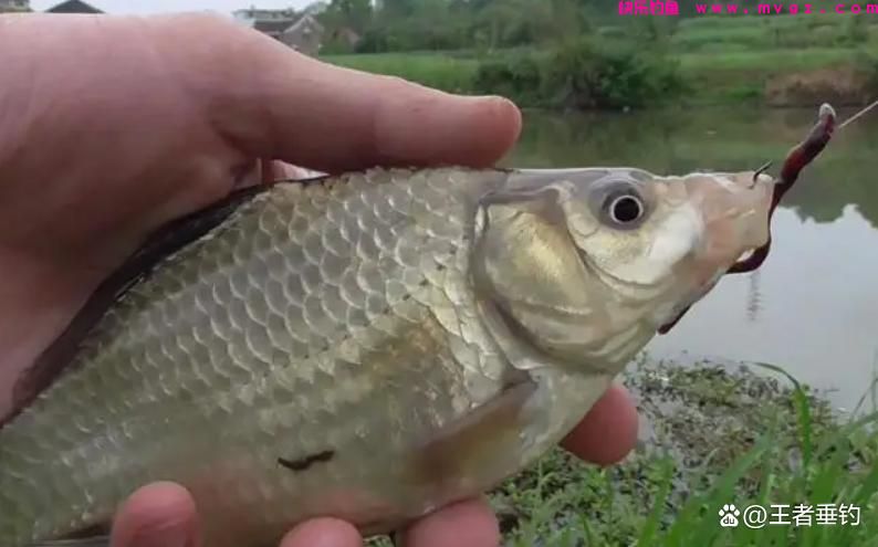3月份钓鲫鱼，还在担心大板鲫不咬钩？来试
