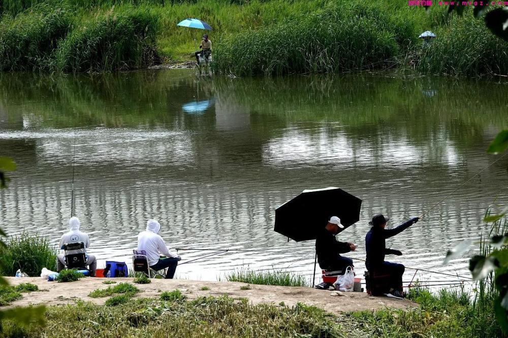 钓鲫鱼了解这几点，你肯定比别人钓得多！