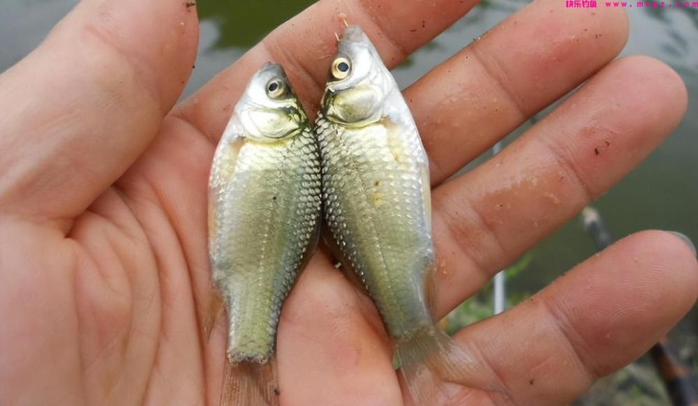春天适合钓鲫鱼，为什么大鲫鱼还是难得一见