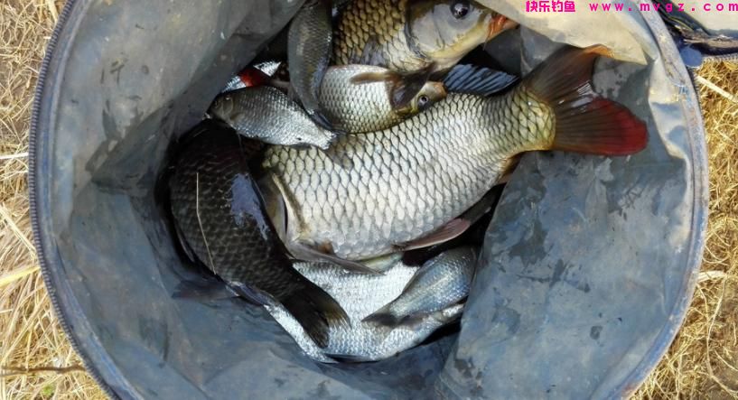 钓鲫鱼，想比别人钓得多，先要了解鲫鱼的生