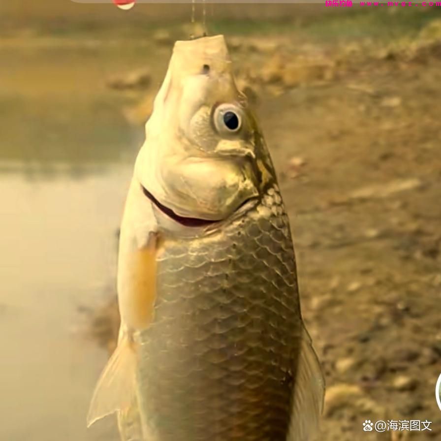 冬季、初春野钓鲫鱼系列篇（二）——水草多