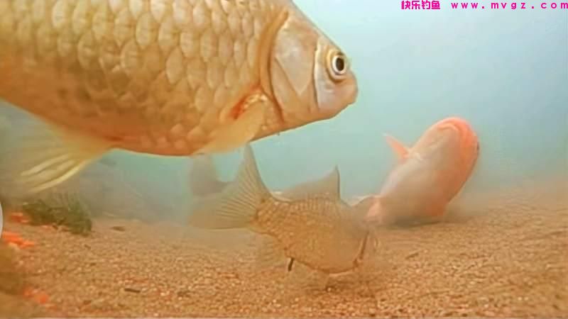 钓鲫鱼用漂有讲究，要遵循3个原则、符合4