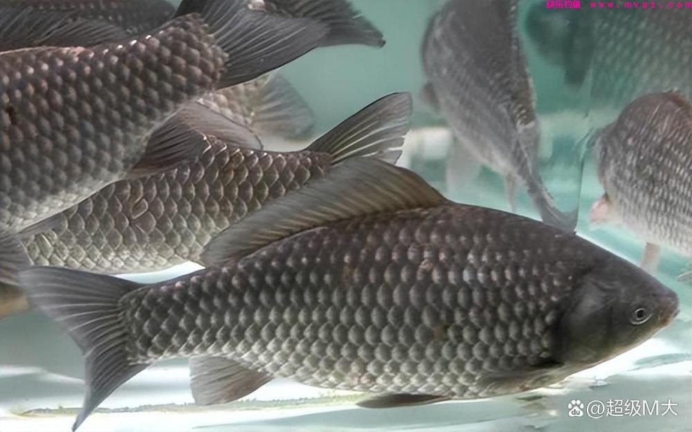 还有钓友不知道秋冬怎么野钓鲫鱼，快来看一