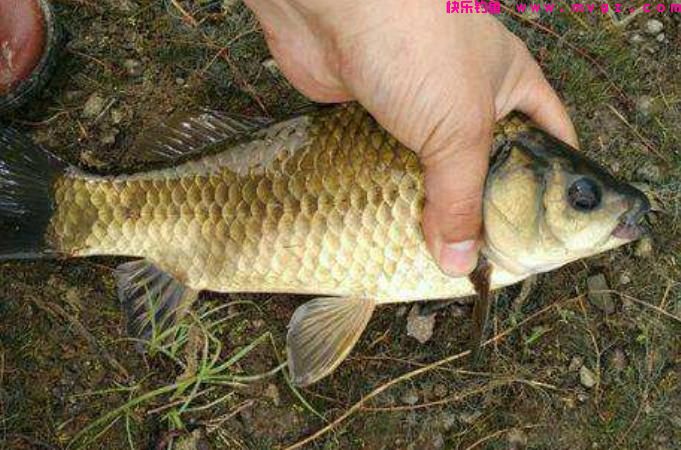 为啥钓鲫鱼的人越来越多？谨记2种特色钓法