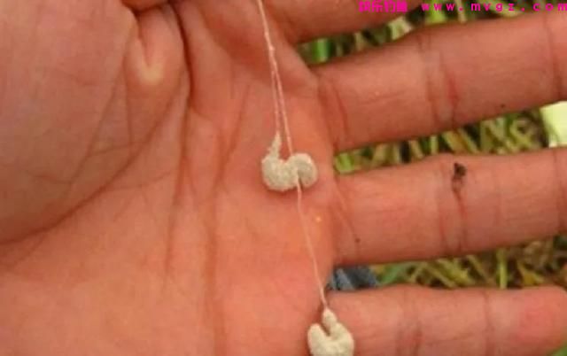 狂拉大板鲫，有这3种“钓法”就够了，操作