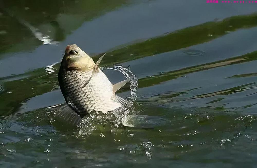 鲫鱼难钓？野外垂钓，只要把握这三个方面，