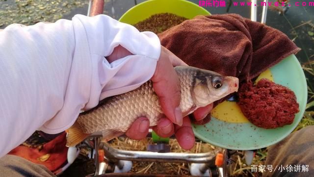 早春学会这样钓鲫鱼，简单实用渔获多