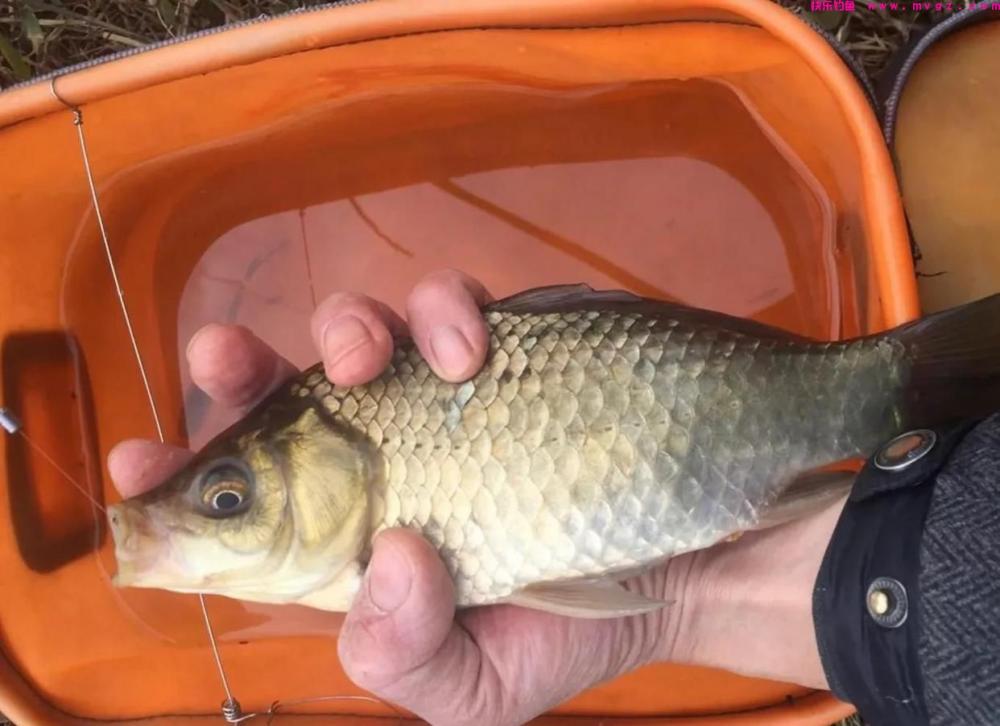 野钓大鲫鱼，春天只需要记住三点，钓大板鲫