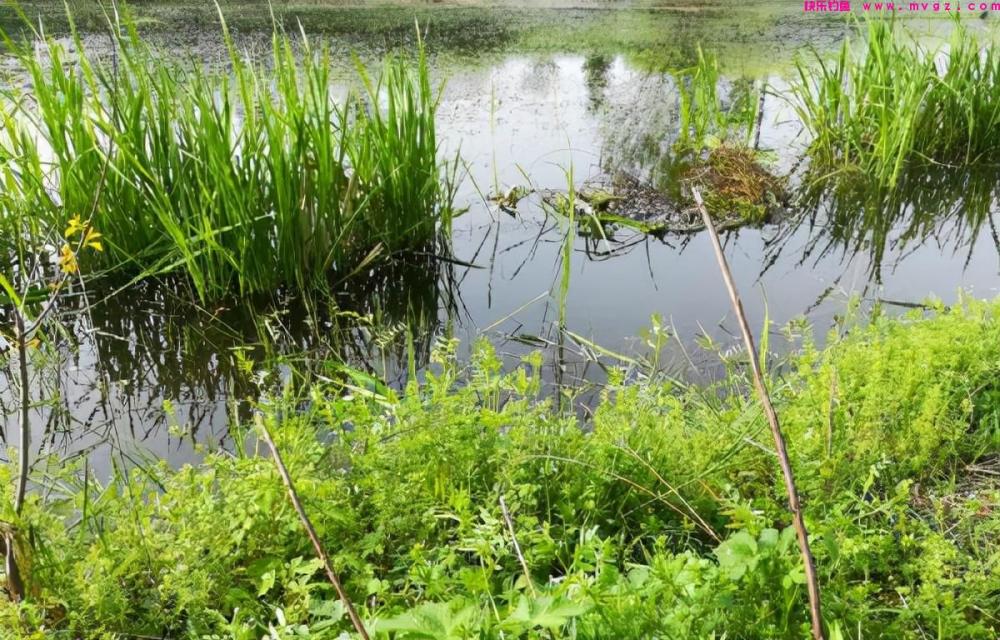 春钓鲫鱼，渔获丰收，闪金泛黄，野性十足，