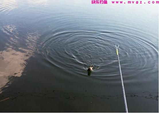 开春后钓鲫鱼，需要改变套路了，早掌握3个