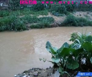 钓鱼最怕的就是刀鳅鱼, 因为它食性非常凶