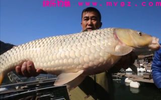 分享七款钓草鱼的水果饵料配方明细