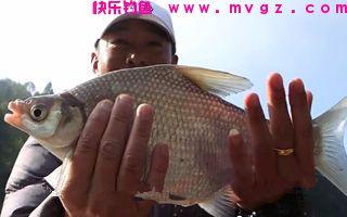 分享南瓜(南瓜花)钓草鱼饵料一绝