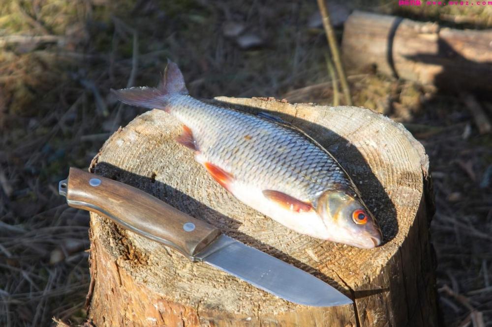10年打草鱼经验，这5个小窍门让你爆护不