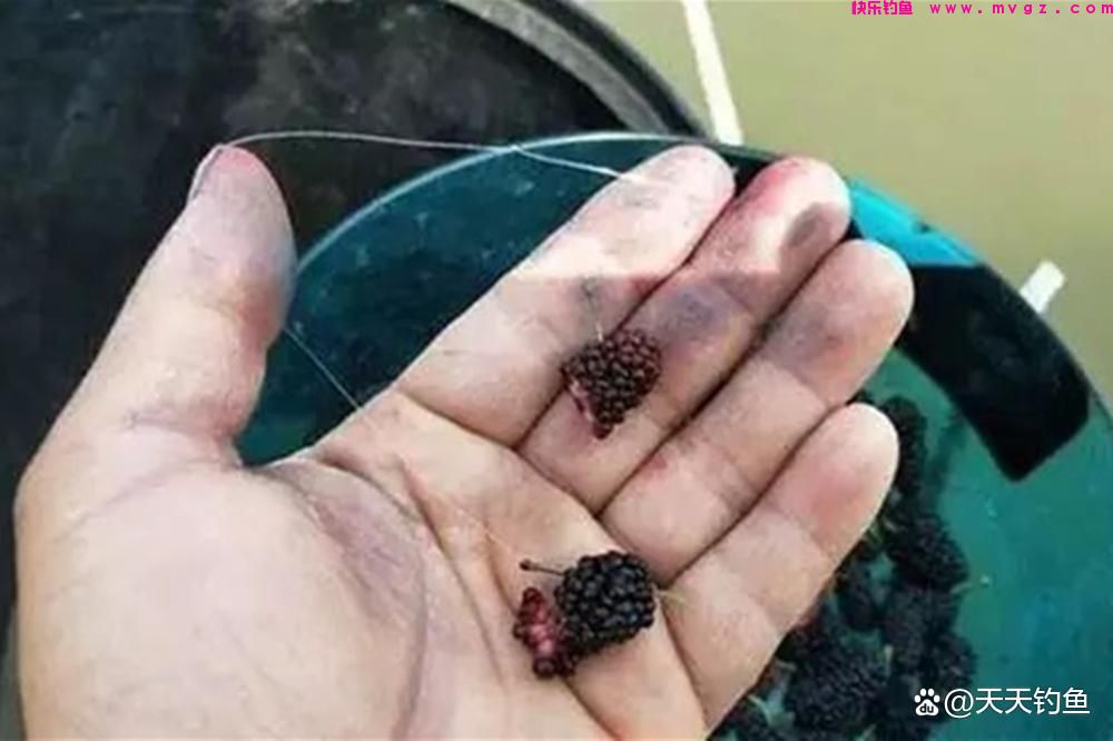 浮钓草鱼，挂饵的方法很关键，否则提竿全是